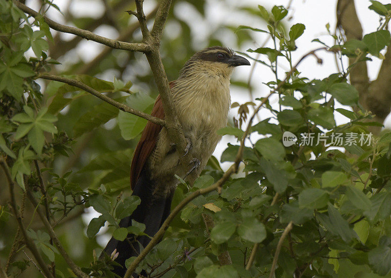 White-browed Coucal